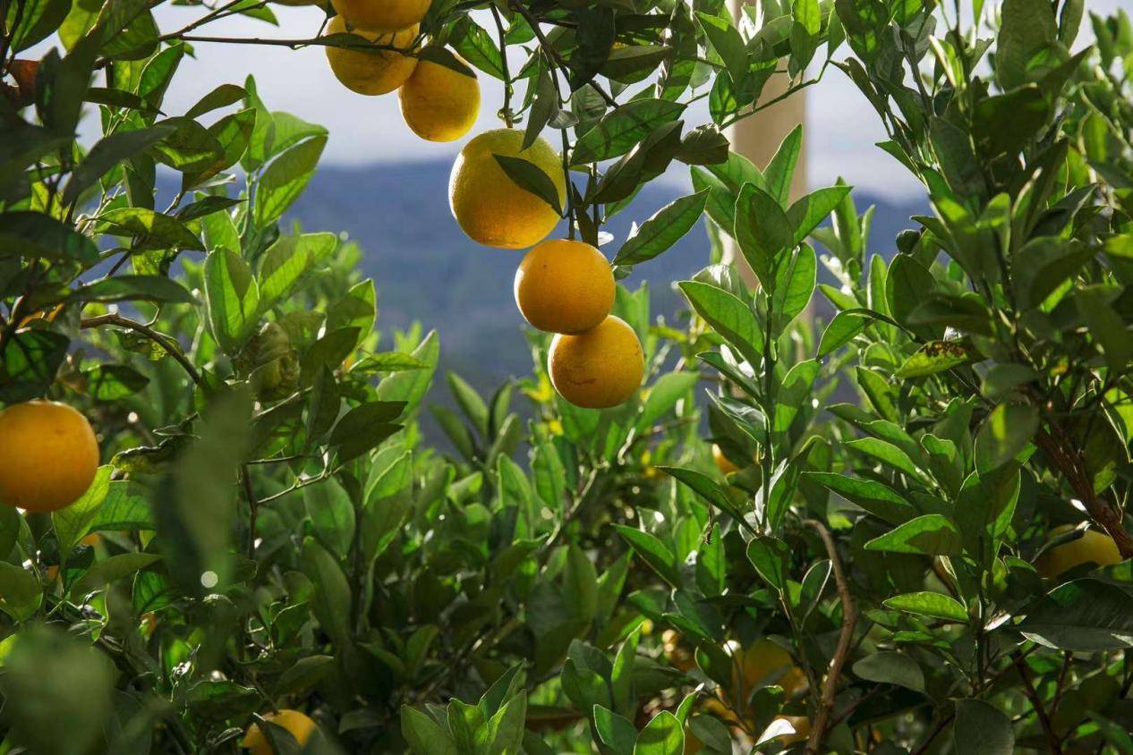 本来生活网2022褚橙预售开启 唤醒<strong></p>
<p>币橙网</strong>你心中的甜