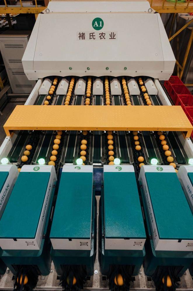 本来生活网2022褚橙预售开启 唤醒<strong></p>
<p>币橙网</strong>你心中的甜