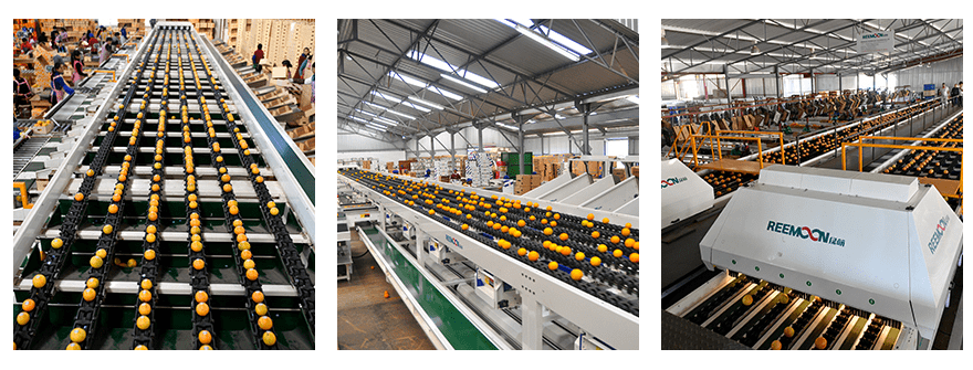 本来生活网2022褚橙预售开启 唤醒<strong></p>
<p>币橙网</strong>你心中的甜