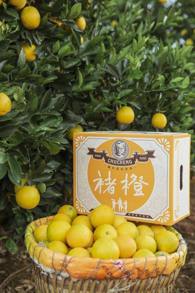 本来生活网2022褚橙预售开启 唤醒<strong></p>
<p>币橙网</strong>你心中的甜