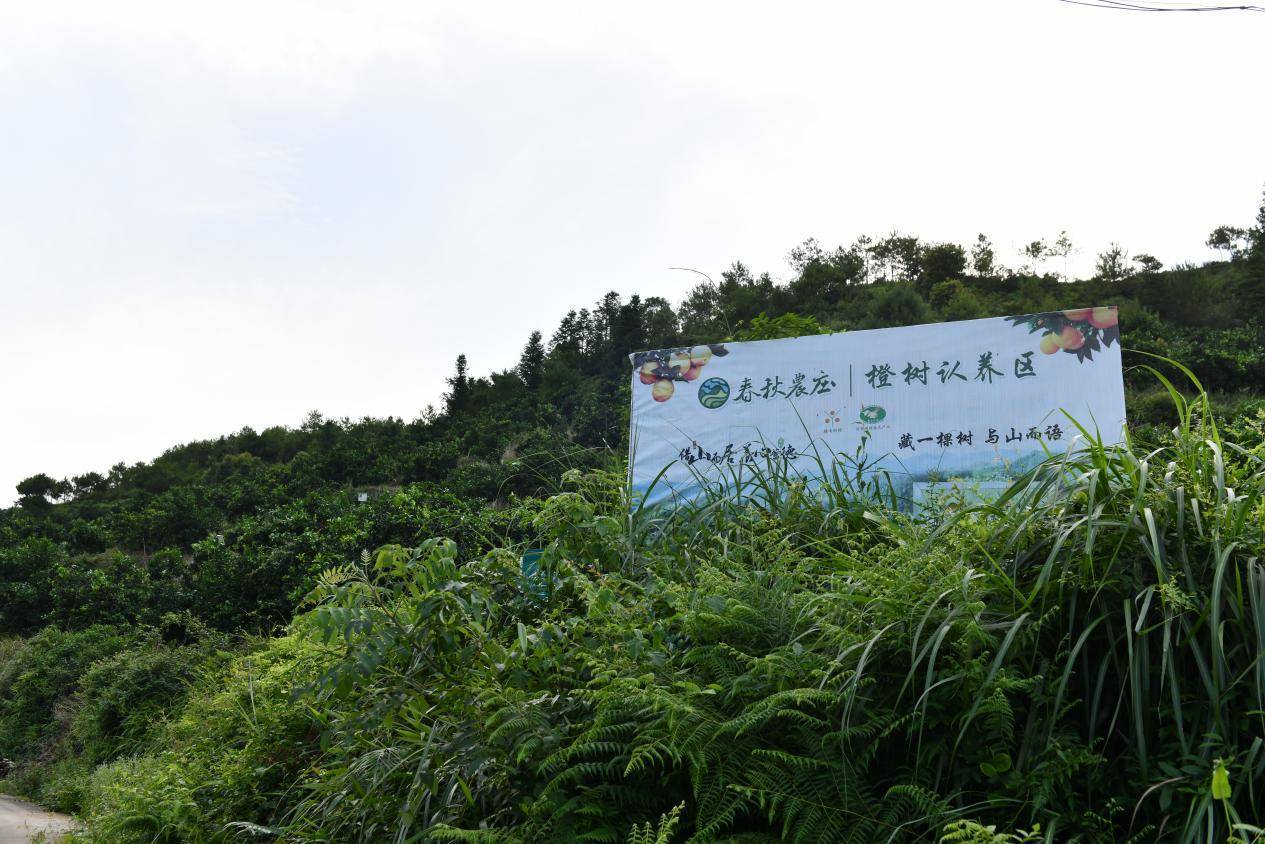 互联网+橙树认养，引领都市生活新风尚