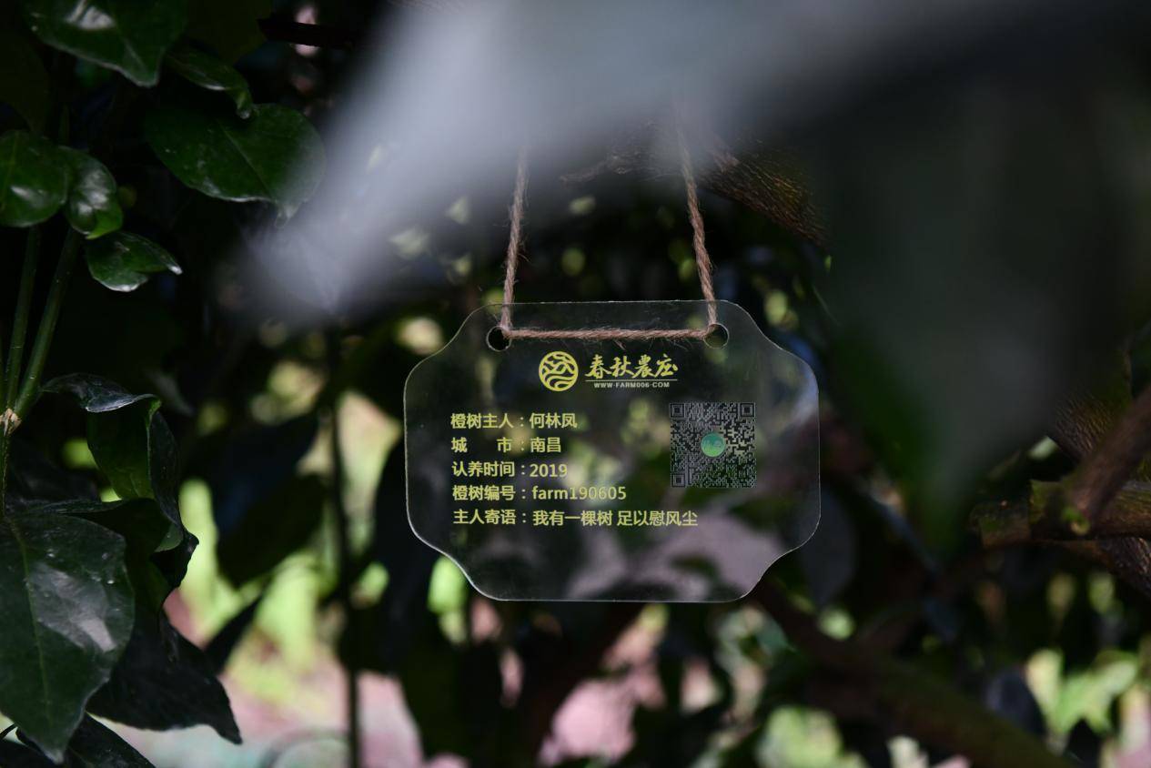 互联网+橙树认养<strong></p>
<p>币橙网</strong>,引领都市生活新风尚