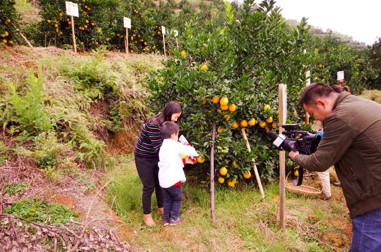 互联网+橙树认养<strong></p>
<p>币橙网</strong>,引领都市生活新风尚