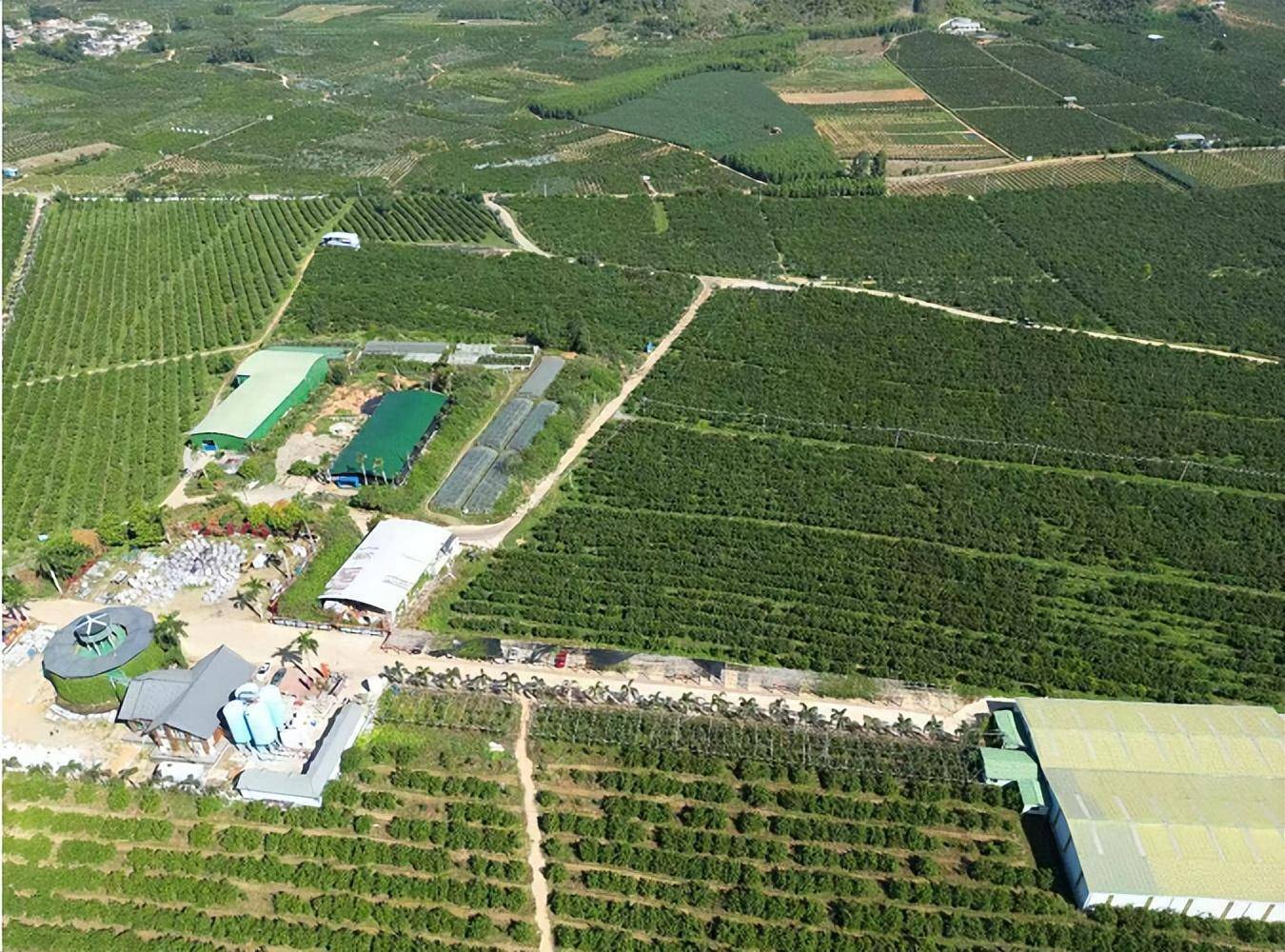 世界游泳冠军到起凤橘洲为武鸣沃柑“吆喝”