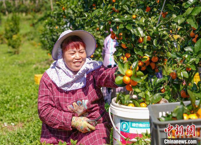 广西德保：砂糖橘丰收果农采果忙