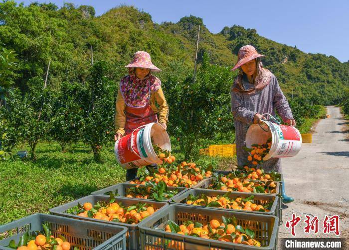 广西德保:砂糖橘丰收果农采果忙