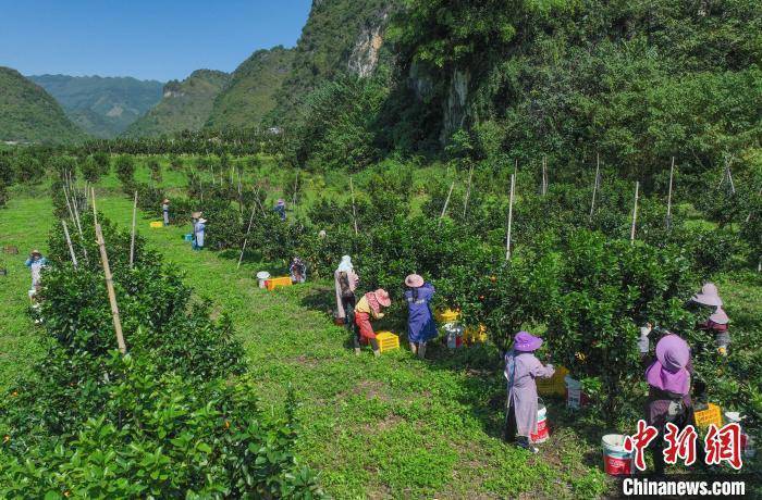 广西德保:砂糖橘丰收果农采果忙