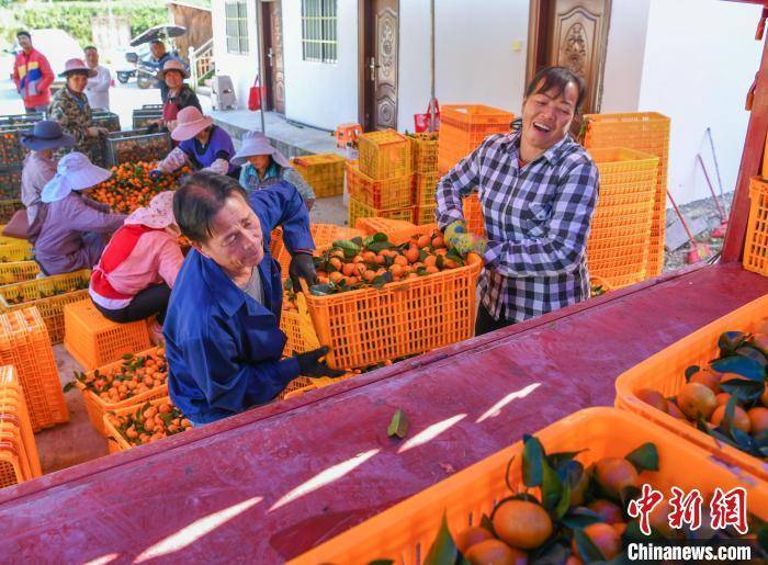 广西德保:砂糖橘丰收果农采果忙