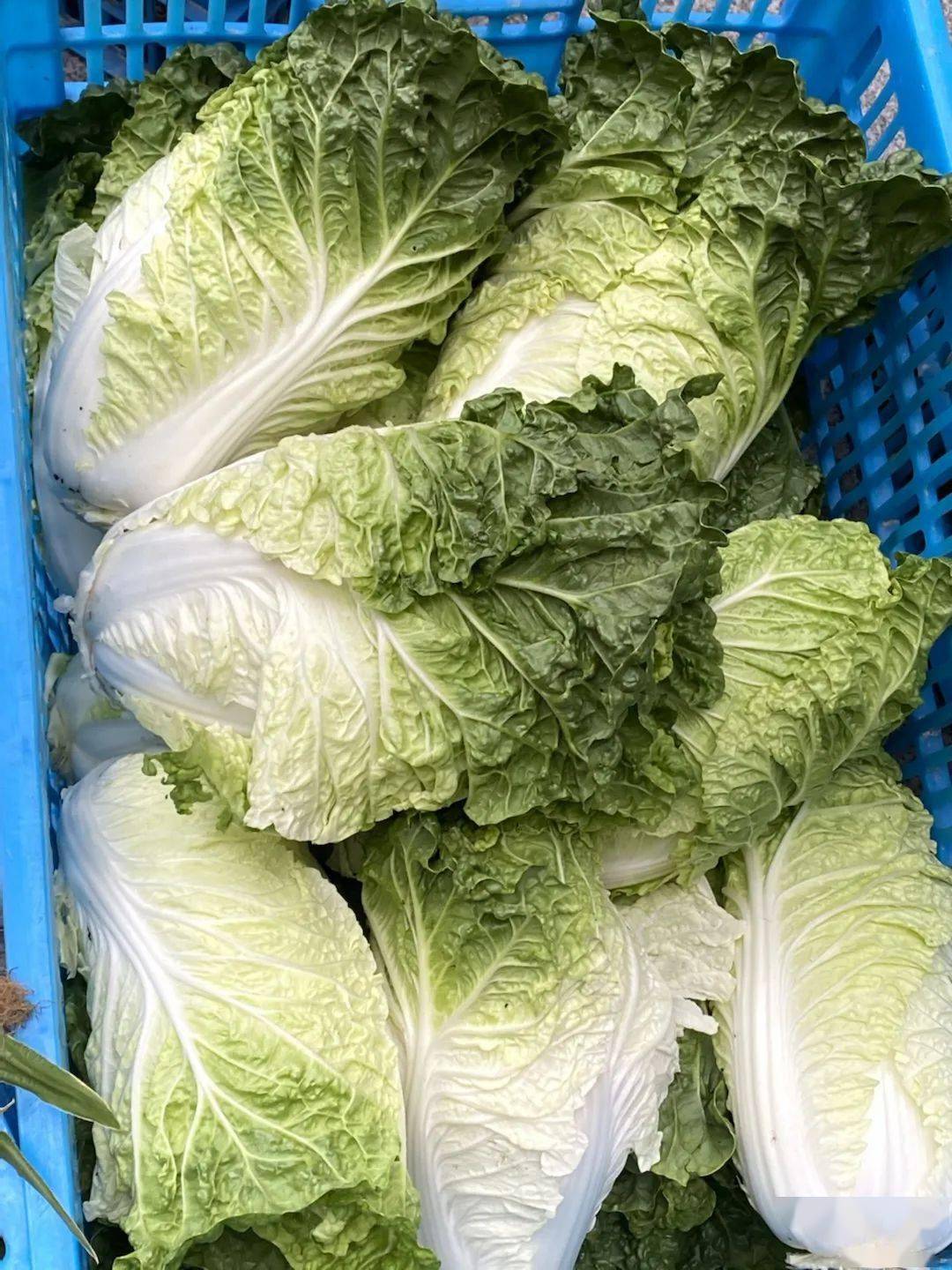 劳动教育丨今天<strong></p>
<p>响币</strong>我当家——乐外小学部卓越币兑换活动