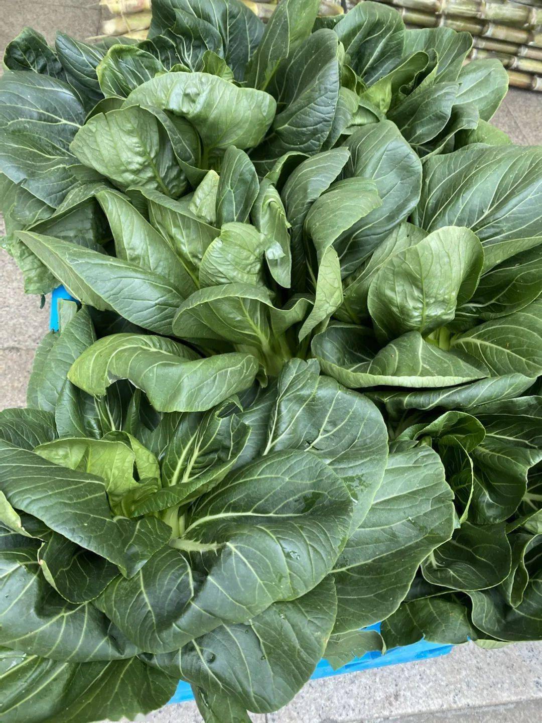 劳动教育丨今天<strong></p>
<p>响币</strong>我当家——乐外小学部卓越币兑换活动