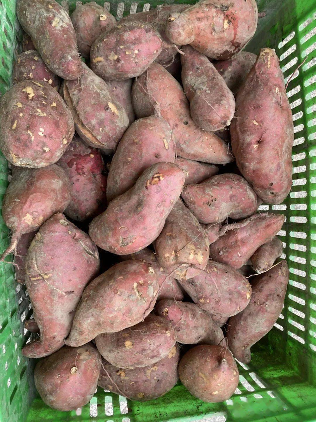 劳动教育丨今天<strong></p>
<p>响币</strong>我当家——乐外小学部卓越币兑换活动