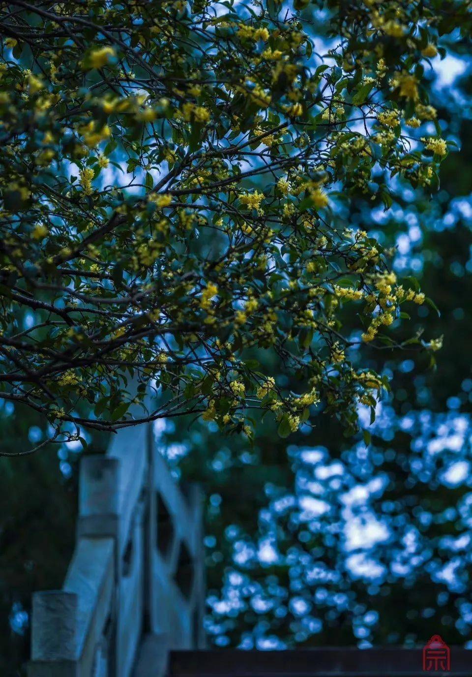 还在为“羊里个羊”抓狂，不如来瘦西湖“桂里个桂”