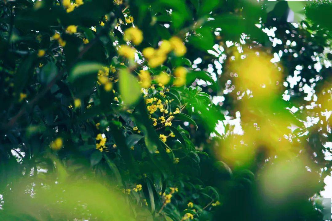 还在为“羊里个羊”抓狂<strong></p>
<p>币里羊</strong>,不如来瘦西湖“桂里个桂”