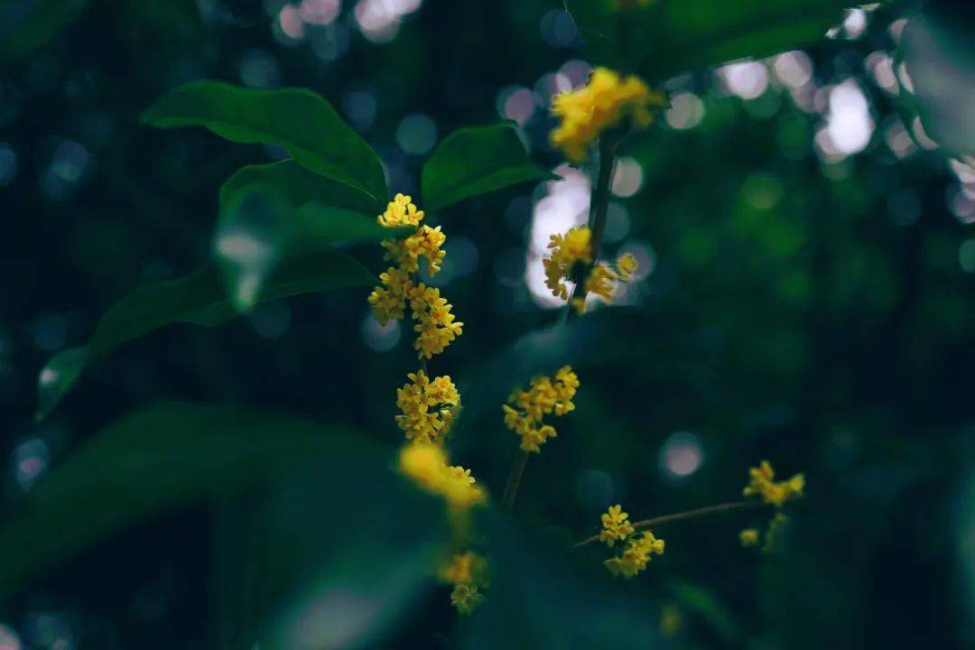 还在为“羊里个羊”抓狂<strong></p>
<p>币里羊</strong>,不如来瘦西湖“桂里个桂”