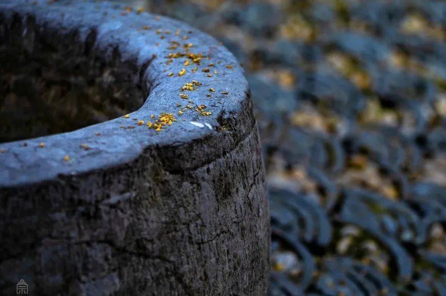 还在为“羊里个羊”抓狂<strong></p>
<p>币里羊</strong>,不如来瘦西湖“桂里个桂”