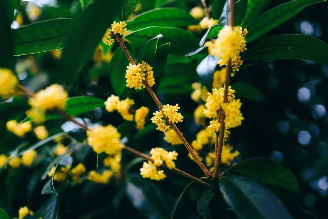 还在为“羊里个羊”抓狂<strong></p>
<p>币里羊</strong>,不如来瘦西湖“桂里个桂”