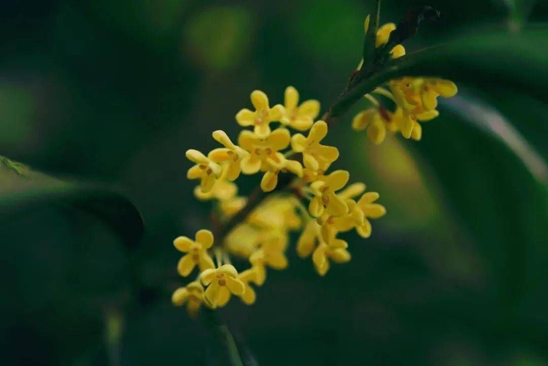 还在为“羊里个羊”抓狂<strong></p>
<p>币里羊</strong>,不如来瘦西湖“桂里个桂”