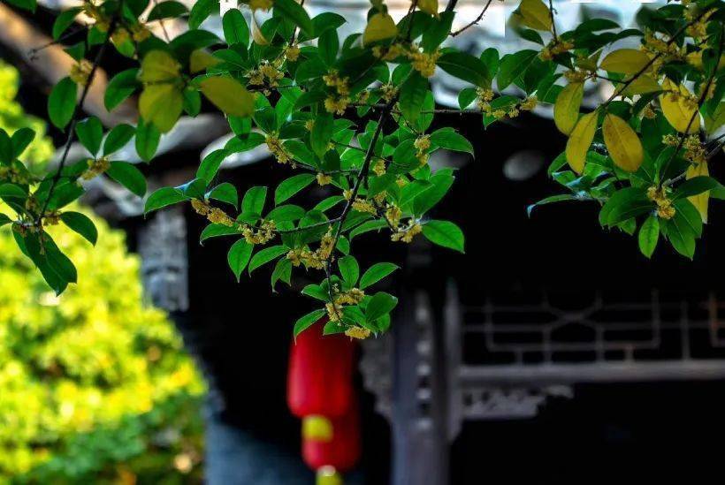 还在为“羊里个羊”抓狂<strong></p>
<p>币里羊</strong>,不如来瘦西湖“桂里个桂”