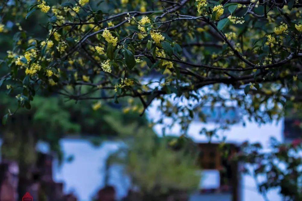 还在为“羊里个羊”抓狂<strong></p>
<p>币里羊</strong>,不如来瘦西湖“桂里个桂”