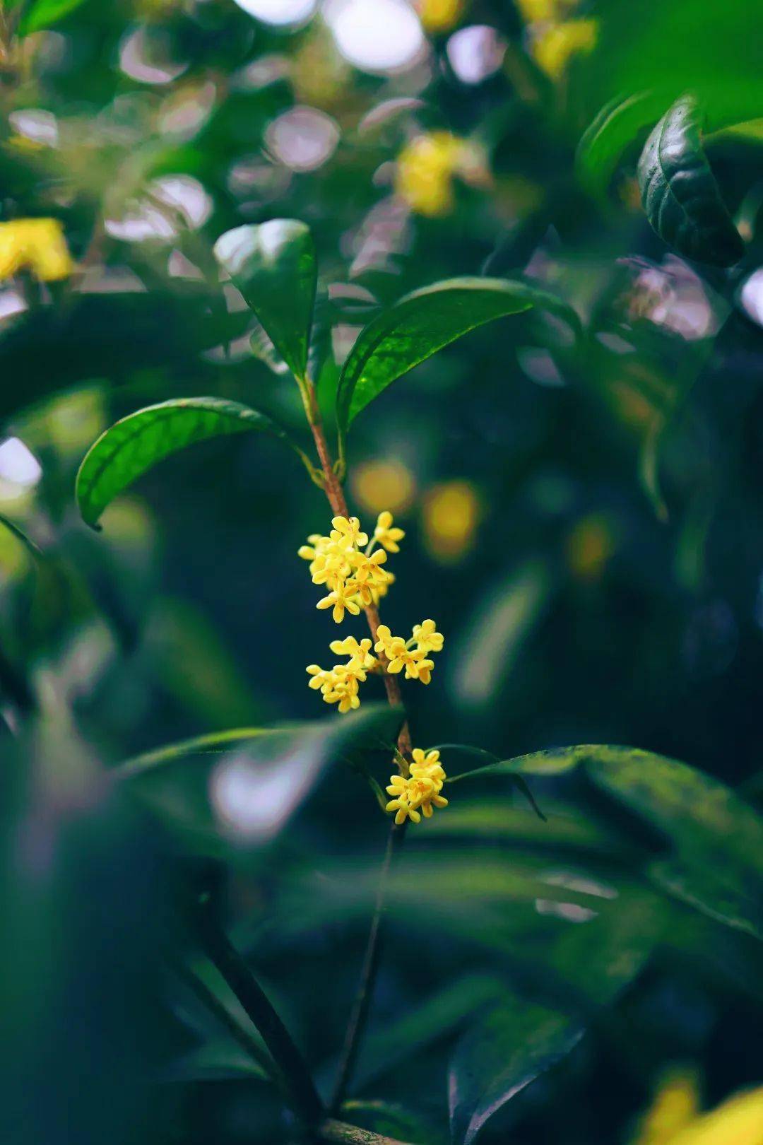 还在为“羊里个羊”抓狂<strong></p>
<p>币里羊</strong>,不如来瘦西湖“桂里个桂”