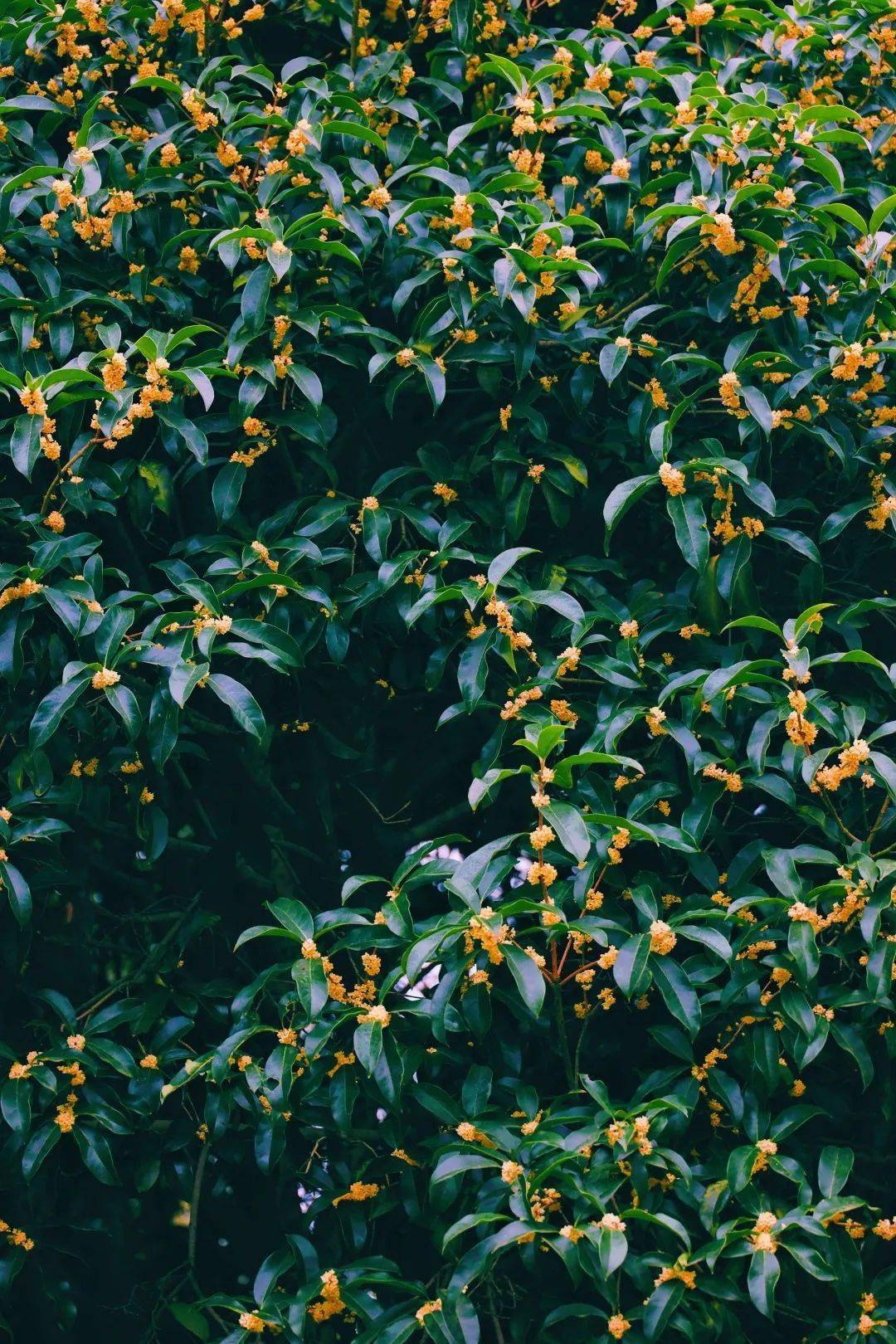 还在为“羊里个羊”抓狂<strong></p>
<p>币里羊</strong>,不如来瘦西湖“桂里个桂”