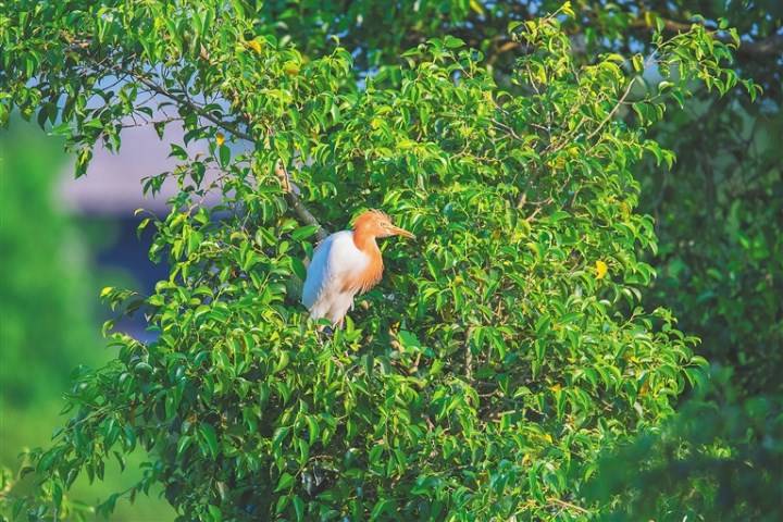 祖孙三代“人鸟情”