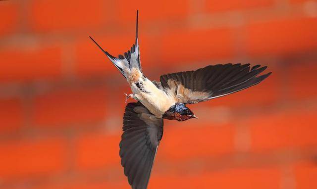 “三鸟进宅门<strong></p>
<p>三鸟币</strong>，不富也添喜”是指哪三种鸟？这是什么意思？