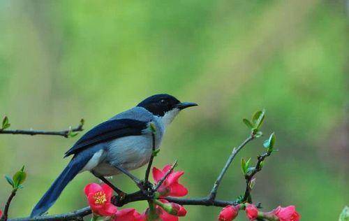 “三鸟进宅门<strong></p>
<p>三鸟币</strong>，不富也添喜”是指哪三种鸟？这是什么意思？