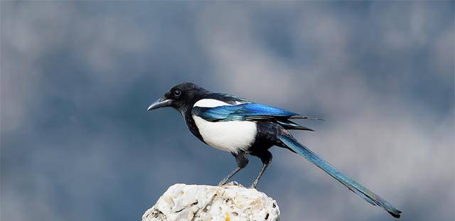 “三鸟进宅门<strong></p>
<p>三鸟币</strong>，不富也添喜”是指哪三种鸟？这是什么意思？