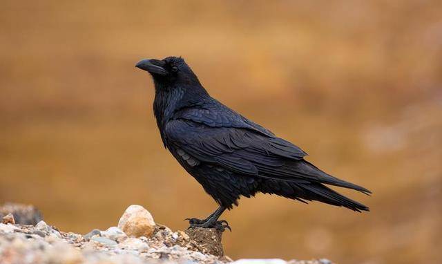 “三鸟进宅门<strong></p>
<p>三鸟币</strong>，不富也添喜”是指哪三种鸟？这是什么意思？