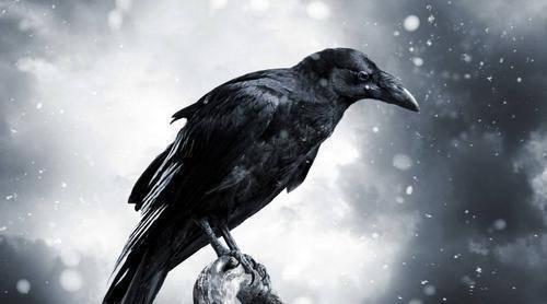 “三鸟进宅门<strong></p>
<p>三鸟币</strong>，不富也添喜”是指哪三种鸟？这是什么意思？