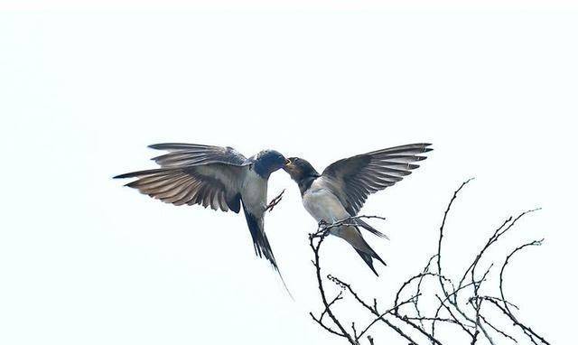 “三鸟进宅门<strong></p>
<p>三鸟币</strong>，不富也添喜”是指哪三种鸟？这是什么意思？