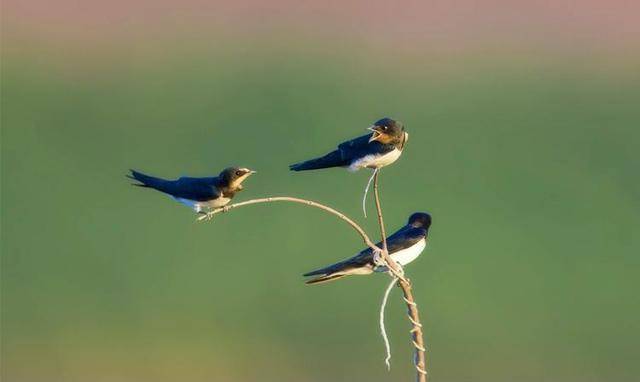 “三鸟进宅门<strong></p>
<p>三鸟币</strong>，不富也添喜”是指哪三种鸟？这是什么意思？
