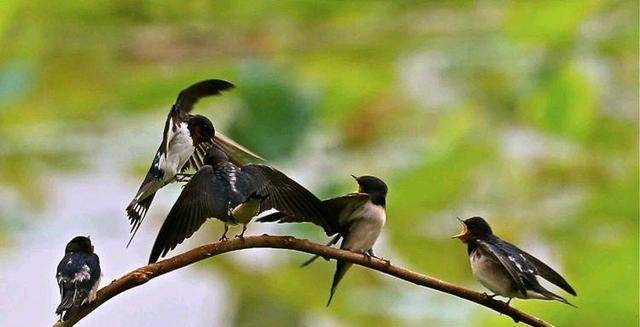 “三鸟进宅门<strong></p>
<p>三鸟币</strong>，不富也添喜”是指哪三种鸟？这是什么意思？