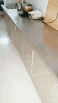 搞笑GIF：锅：我已结网，蛋是跑不了的