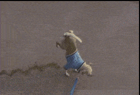 搞笑GIF:锅:我已结网<strong></p>
<p>蛋币网</strong>,蛋是跑不了的