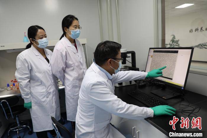 国际“羊倌”聚甘肃山区“科技牧羊”：载“芯”肉成外销新宠