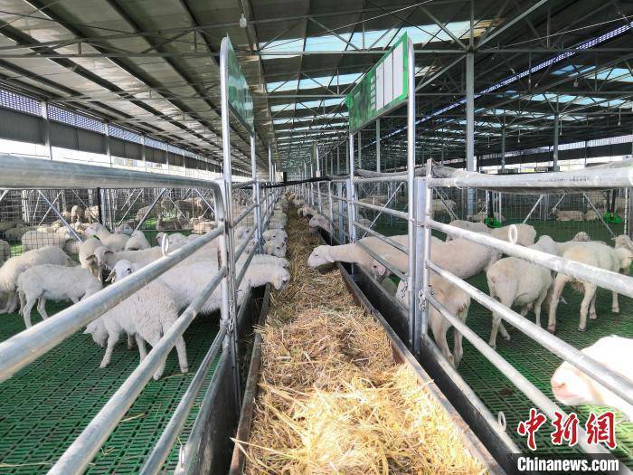 国际“羊倌”聚甘肃山区“科技牧羊”:载“芯”肉成外销新宠