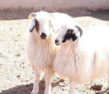 盐滩贵族 | 盐池滩羊<strong></p>
<p>羊币</strong>,不腻不膻,那滋味,是真香!