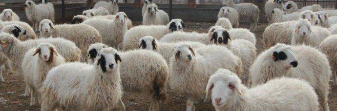 盐滩贵族 | 盐池滩羊<strong></p>
<p>羊币</strong>,不腻不膻,那滋味,是真香!