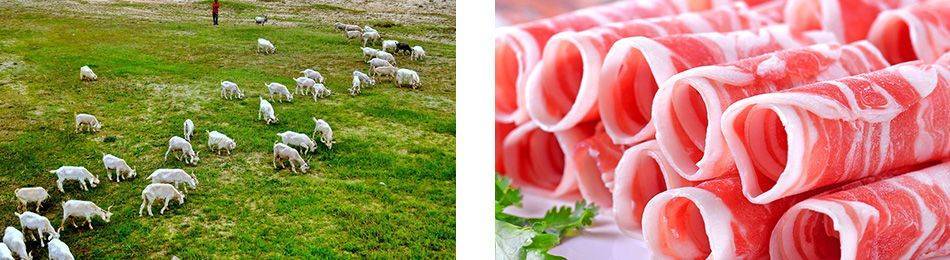 盐滩贵族 | 盐池滩羊<strong></p>
<p>羊币</strong>,不腻不膻,那滋味,是真香!