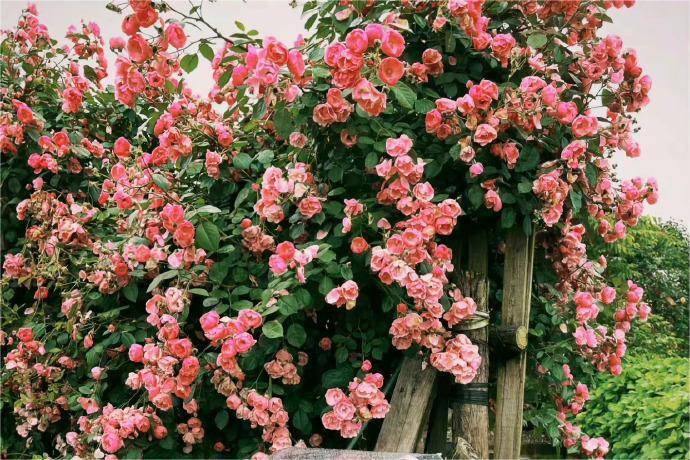 国内场外期权有哪些股票<strong></p>
<p>农业股票有哪些</strong>？