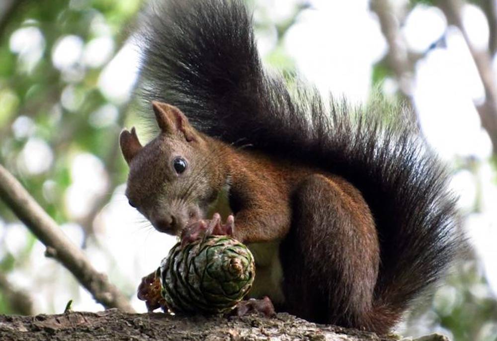 重拾彼得林奇 严冬时动物会冬眠