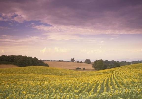 十二生肖今日运势查询解读