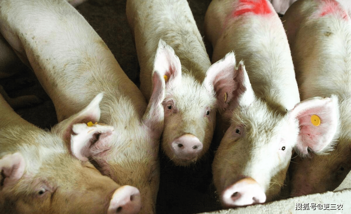 豆粕、生猪预警“倒挂”<strong></p>
<p>汽油价格</strong>,花生行情揪心,汽油价格要涨?发生了啥