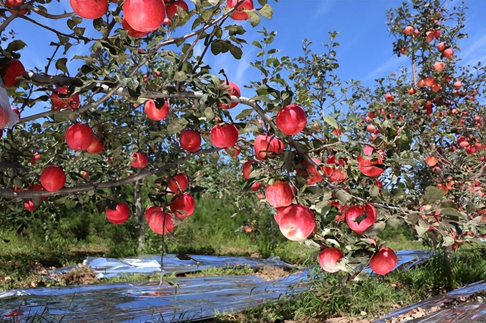 延安八九八商品交易中心：嘎啦交易中后期 行情因地而异
