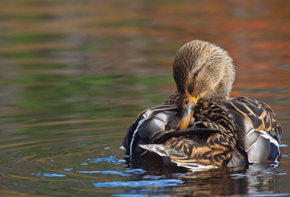 期权怎么交易用哪些软件交易<strong></p>
<p>公司债券怎么交易</strong>?