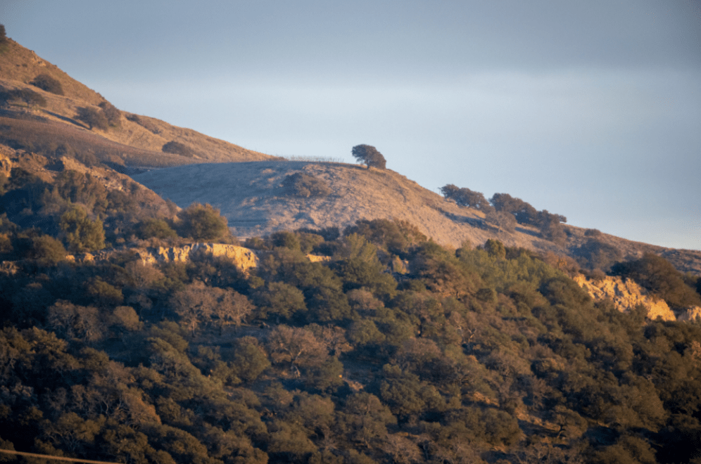 国内有期权交易吗<strong></p>
<p>公司债券怎么交易</strong>?怎么交易的?