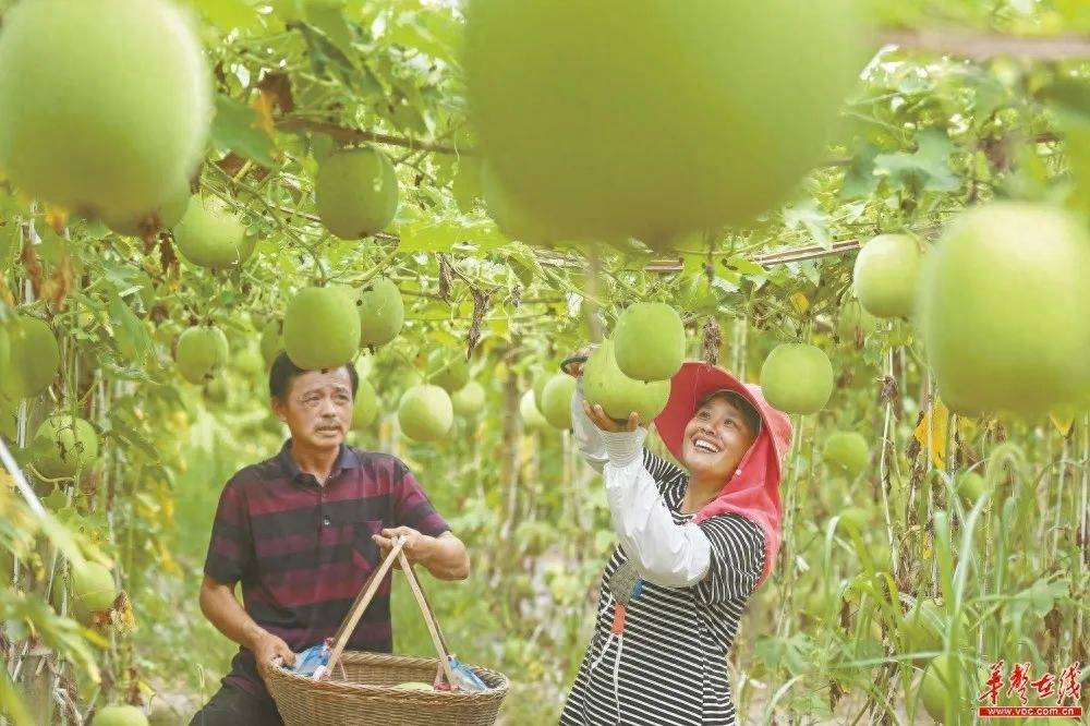 茅台咖啡出圈<strong></p>
<p>币圈怎么玩</strong>！种业跨界怎么玩？