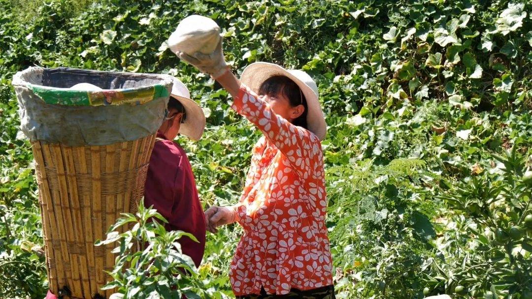 茅台咖啡出圈<strong></p>
<p>币圈怎么玩</strong>！种业跨界怎么玩？